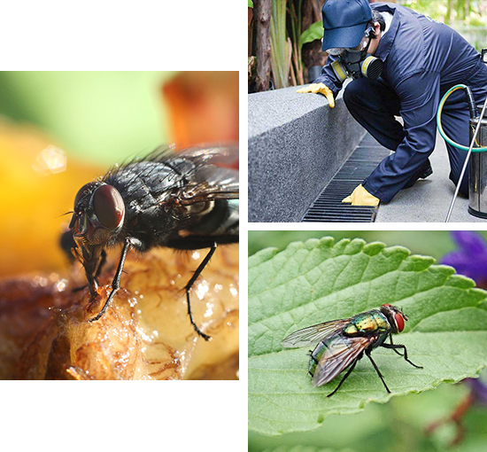 Fly Pest Control in Kerala