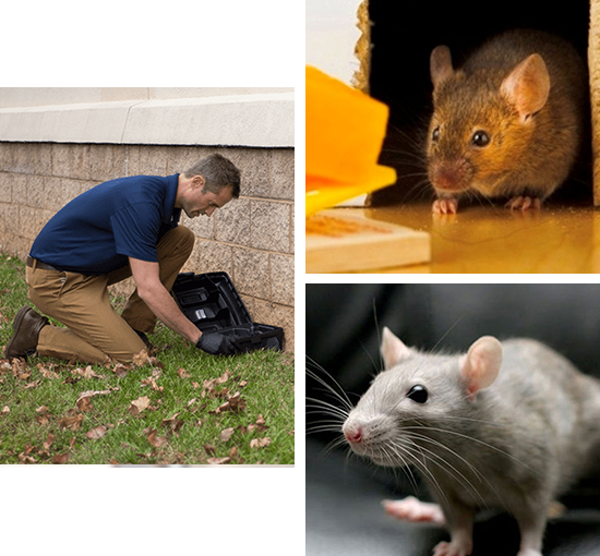 Rats Control Service in Kerala